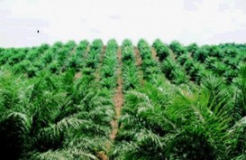 Potensi Peremajaan Kebun Sawit Petani Inti Rakyat Capai 617.000 Hektare